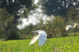 自然,鳥,草