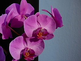 花,蘭花,植物