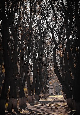 路徑,樹,景觀