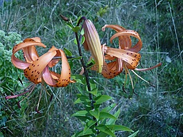 花,土耳其人的章莉莉,百合