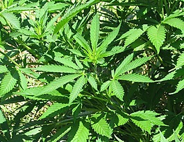 大麻,鍋,草