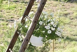 植物,鍋,規(guī)模