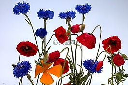 矢车菊,klatschmohn,罂粟花