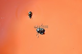 瓢蟲(chóng),昆蟲(chóng),翼