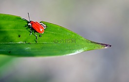 鐵銹紅,面粉,甲蟲