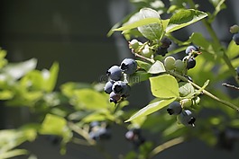 漿果,性質(zhì),藍(lán)色