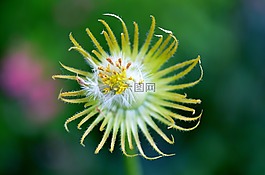 蒲公英,花的,植物