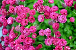 花的,植物,自然