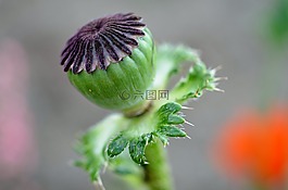 罌粟,花的,植物