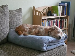 狗,睡眠,休息