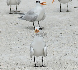 鳥,沙,海灘