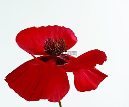 罌粟,花,開花