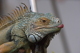爬行動物,蜥蜴,動物