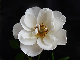 玫瑰,花,開花