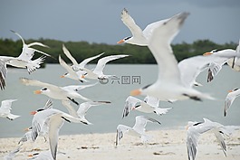 鳥,沙,飛行