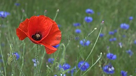 罌粟,性質(zhì),花瓣