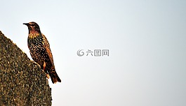 自然,鳥(niǎo),野生動(dòng)物