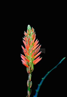 花的,植物,自然