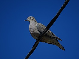 鳥,藍(lán)色的天空,鴿子