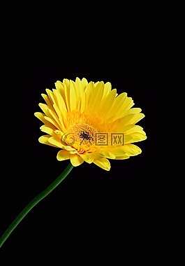 花的,植物,自然