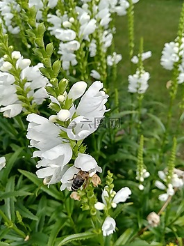 花,大自然,白花