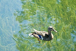 湖,鴨,鳥