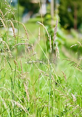 性質(zhì),草地,草