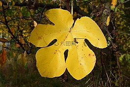 葉子,性質(zhì),秋
