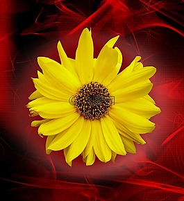 性質(zhì),花,黃色