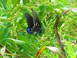 蝴蝶,藍色,黑
