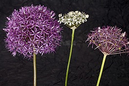 鲜花,开花,观赏葱