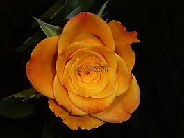 玫瑰,開花,黃色