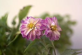 丁香,花的,植物