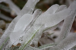 冰,野生植物,草