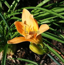 黃花菜,花的,植物