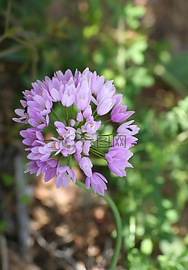 野生花卉,南,性質(zhì)