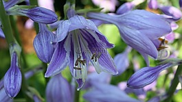 鮮花,玉簪,花