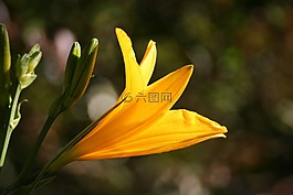 花,黃色,性質(zhì)