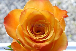 玫瑰,開花,關(guān)閉