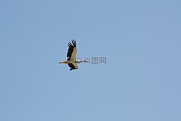 鸛,天空,飛行