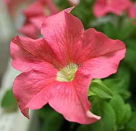 矮牽牛,花,粉紅色