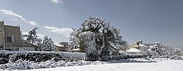 雪,內(nèi)華達州,冬天