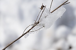 雪,內(nèi)華達州,冬天
