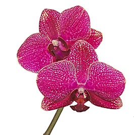蘭花,蝴蝶蘭,開(kāi)花