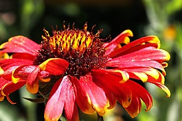 花,植物區(qū)系,自然