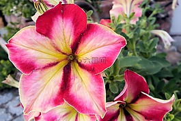 矮牽牛,鮮花,花園矮牽牛