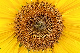 太陽花,黃色,b