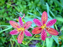 百合,花,植物