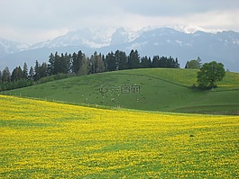 阿爾高,春天,lowenzahnwiese