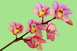 蘭花,花,粉紅色